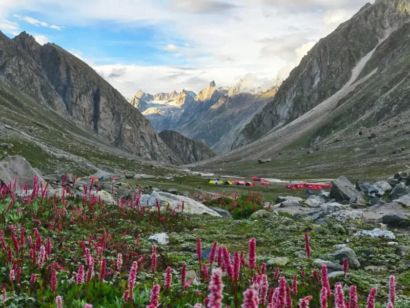 Pink Himalayan wildflowers blooming across the valley floor with rugged mountain pass backdrop