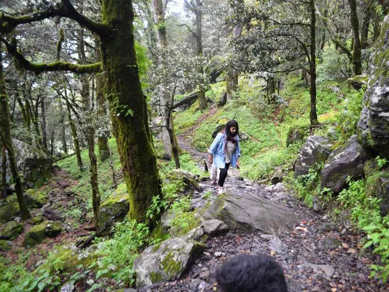 Trekker walking through ancient mossy oak and deodar forest on the trail to Serolsar Lake