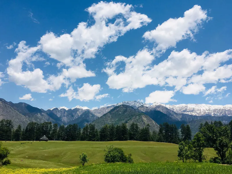 Expansive green meadow of Shangarh surrounded by dense deodar pine forest with snow peaks in the distance